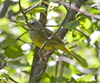 MacGillivrays Warbler prob female